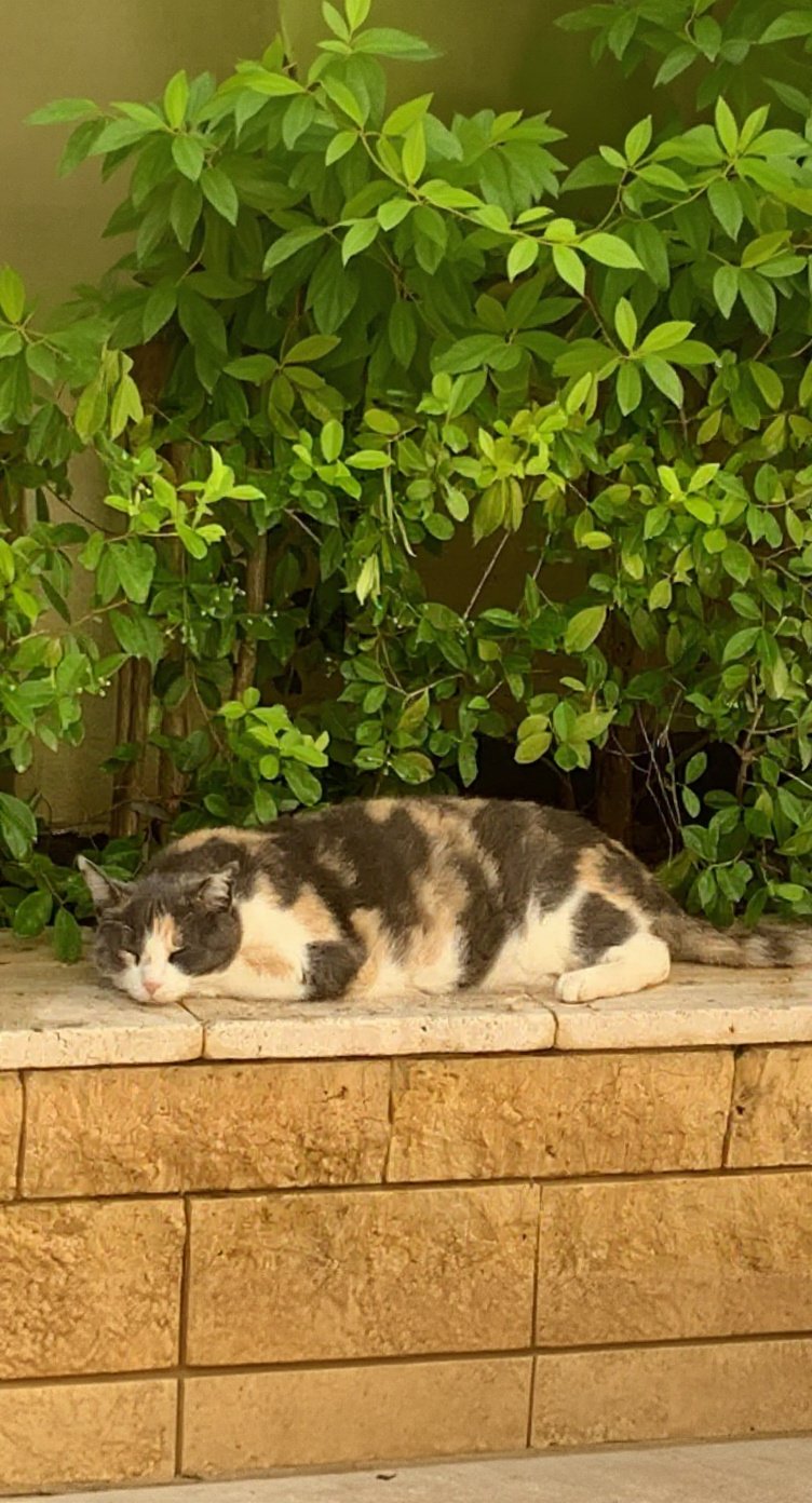 Room in Swieqi — 3